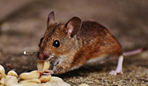 24 Hour & Emergency Exterminators in Roaring Creek, PA